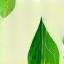 Leaf icon